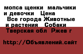 мопса щенки -мальчики и девочки › Цена ­ 25 000 - Все города Животные и растения » Собаки   . Тверская обл.,Ржев г.